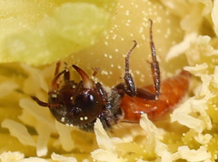 Macrotera