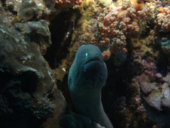 Gymnothorax thyrsoideus
