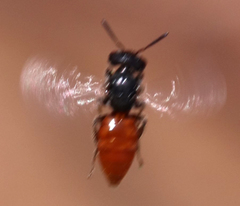 Macrotera