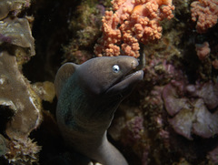 Gymnothorax thyrsoideus