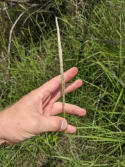 Bothriochloa longipaniculata