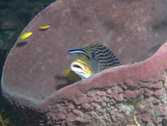 Plectorhinchus lineatus