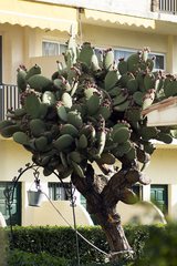 Opuntia streptacantha