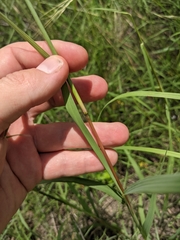 Bothriochloa longipaniculata