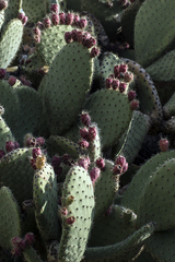 Opuntia streptacantha