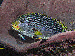 Plectorhinchus lineatus