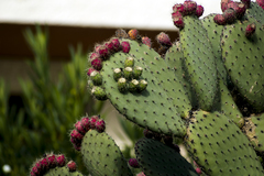 Opuntia streptacantha