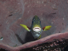 Plectorhinchus lineatus