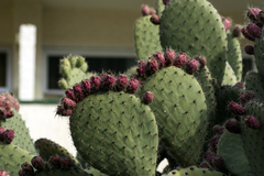 Opuntia streptacantha