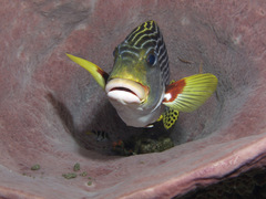 Plectorhinchus lineatus