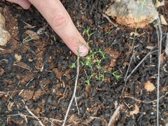 Paronychia lindheimeri