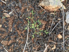 Paronychia lindheimeri