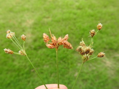 Fimbristylis puberula puberula