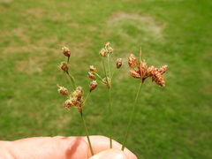 Fimbristylis puberula puberula