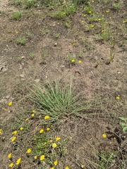 Schedonnardus paniculatus