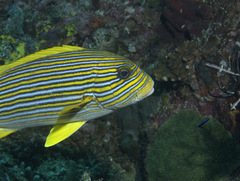 Plectorhinchus polytaenia