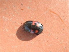 Hister quadrimaculatus