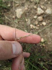 Schedonnardus paniculatus