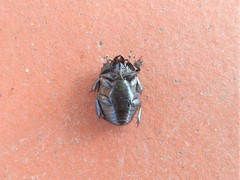 Hister quadrimaculatus