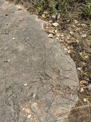 Schedonnardus paniculatus