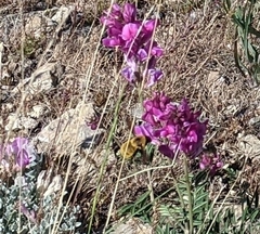 Bombus nevadensis