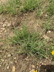 Schedonnardus paniculatus