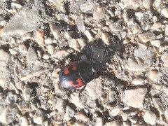 Hister quadrimaculatus