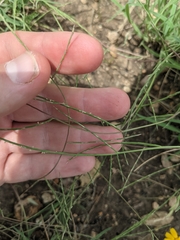 Schedonnardus paniculatus