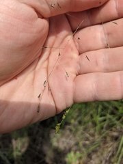 Eragrostis trichodes
