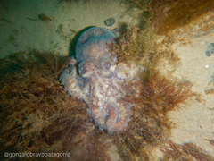 Octopus tehuelchus image