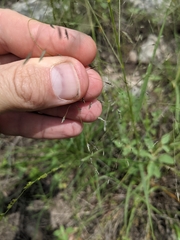 Eragrostis trichodes