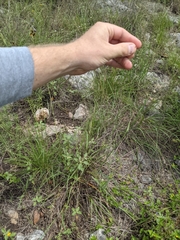 Eragrostis trichodes