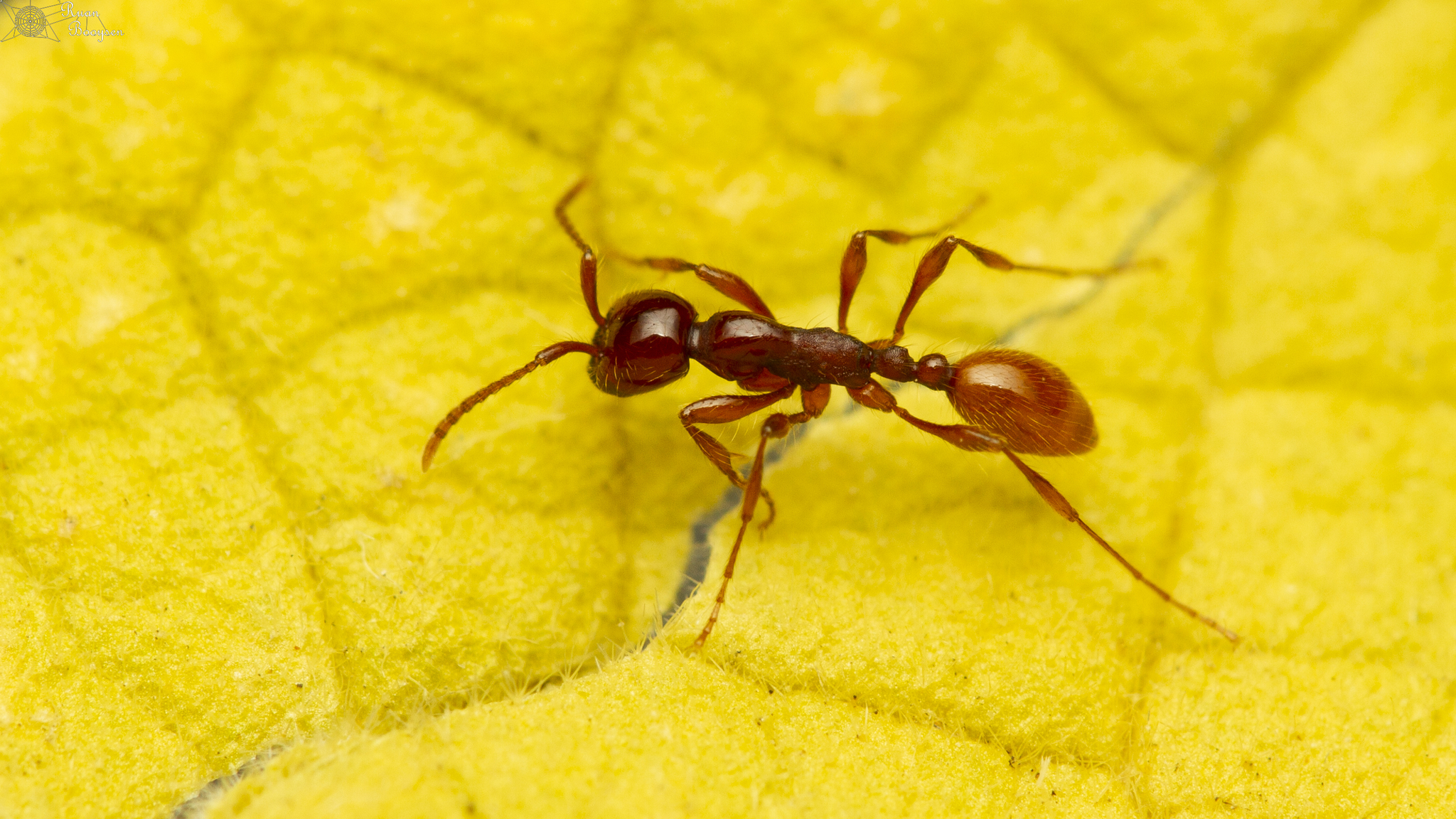 Aenictus eugenii