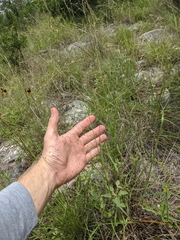 Eragrostis trichodes