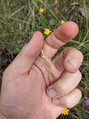 Trisetum interruptum