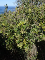 Olea capensis macrocarpa