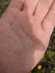 Trisetum interruptum