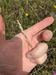 Trisetum interruptum