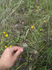 Trisetum interruptum