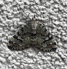 Hydriomena speciosata