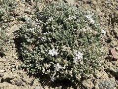 Phlox muscoides