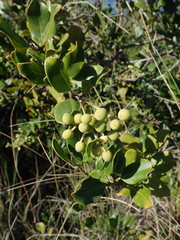 Olea capensis macrocarpa