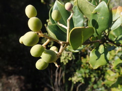 Olea capensis macrocarpa