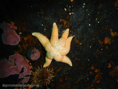 Allostichaster capensis