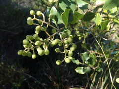 Olea capensis macrocarpa