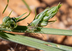 Acanthoplus discoidalis