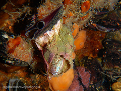 Austromegabalanus psittacus