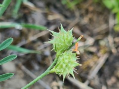 Onobrychis caput-galli