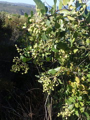 Olea capensis macrocarpa