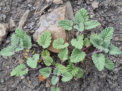 Nepeta teucriifolia daghestanica